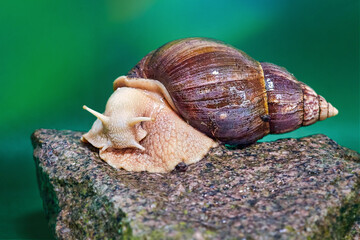 agate giant african land snail, Latin name Lissachatina fulica, on a stone