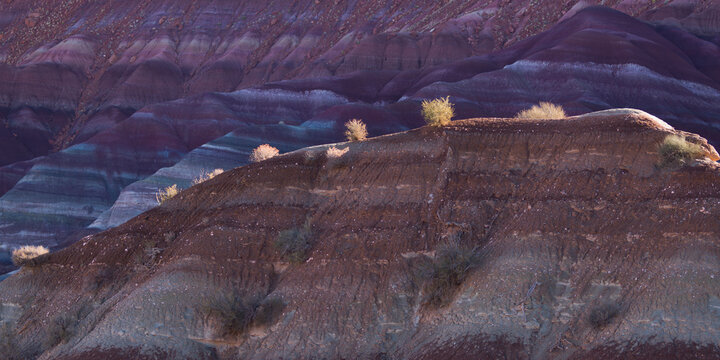Trees Growing Along A Rock Ledge In Kane County; Pahreah, Utah, United States of America