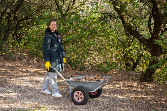Woman gardening, moving an empty wheelbarrow to collect fallen leaves in early winter, in Provence, a region of southern France.