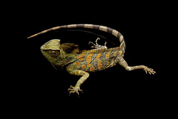 Forest dragon lizard isolated on black, reptile skin and spike, Gonocephalus chamaeleontinus