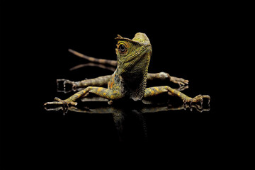 Forest dragon lizard isolated on black, reptile skin and spike, Gonocephalus chamaeleontinus