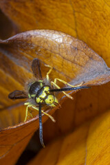close up of hornet sitting on leaf