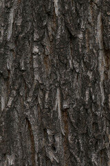 close up of gray tree trunk texture