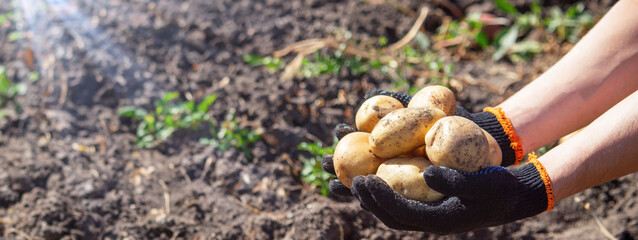 a male farmer holds a potato in his hands. Selective focus.