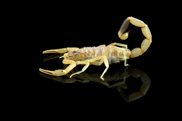Deathstalker scorpion isolated on black
