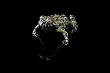 Oriental Fire Bellied Toad, Fire belly toad isolated on black, bombina orientalis