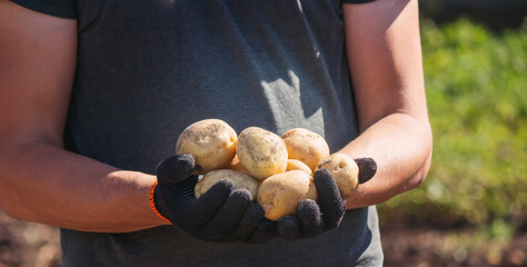 a male farmer holds a potato in his hands. Selective focus.