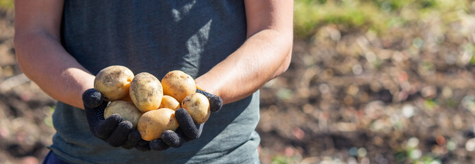 a male farmer holds a potato in his hands. Selective focus.