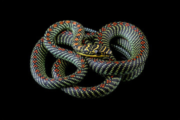 Obraz premium Flying snake or gliding snake isolated on black background, Chrysopelea