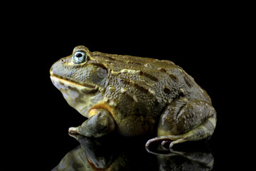 Close-up of a African giant bullfrog isolated on black (Pyxicephalus adspersus), Animals closeup - obrazy, fototapety, plakaty