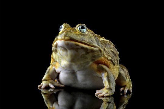 Close-up of a African giant bullfrog isolated on black (Pyxicephalus adspersus), Animals closeup