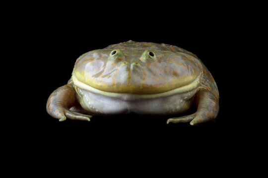 Close-up of freddy krueger frogs, Lepidobatrachus laevis on black background