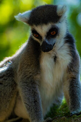 Lemur observando hacia abajo