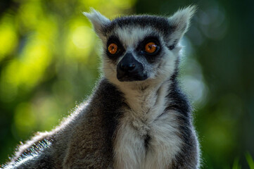 Retrato de lemur con espectacular mirada