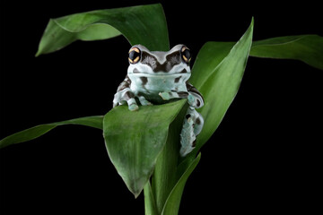 The Amazon milk frog on a leaves, blue milk frog isolated on black, (Trachycephalus resinifictrix)