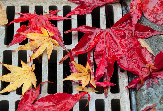 Colourful maple leaves cover a drain on a rainy day on the west coast; British columbia canada