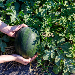 Woman hands holding and harvesting fresh watermelon in watermelons plantation