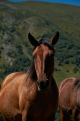Obraz na płótnie Canvas Stepantsminda village, Kazbegi. Trip to Georgia. Beautiful free mountain horse, close-up portrait. A brown stallion with kind eyes.