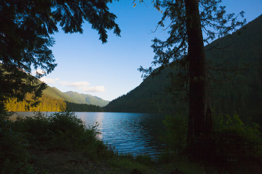 Looking out of a dark forest onto davis lake beneath a clear blue sky; British columbia, canada