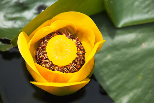 A bright yellow cow lily (nuphar lutea) floating in a pond at brohm lake interpretive forest; British columbia, canada
