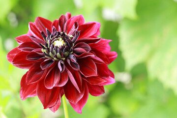 Red Dahlia petals closeup .Red dahlia Black Jack blooming .These colorful, spiky, daisy-like...