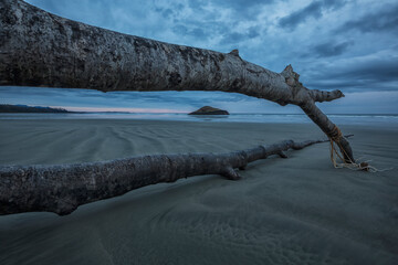 Large fallen tree framing the island and beach at long beach, pacific rim national park; British columbia, canada