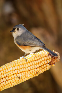 Tufted titmouse (baeolophus bicolor) sitting on a cob of corn; Ohio, united states of america