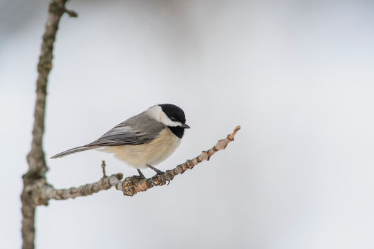 Carolina chickadee (poecile carolinensis); Ohio, united states of america