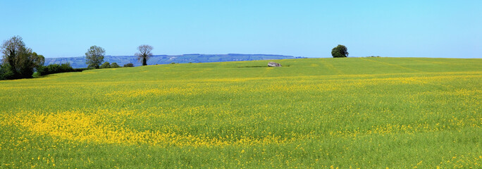 Yellow Wildflowers Growing Field With
