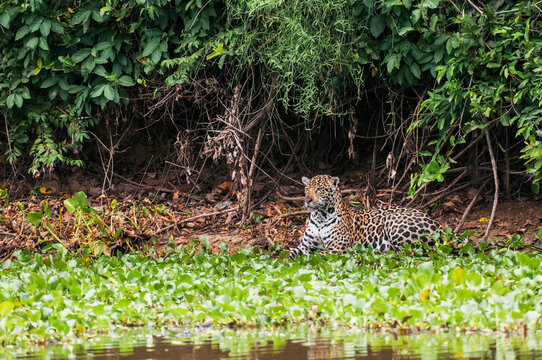 Female jaguar hunts along the pixiam river; Pantanal brazil