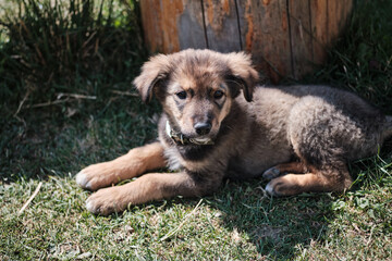 A pretty little poppy sitting outside.