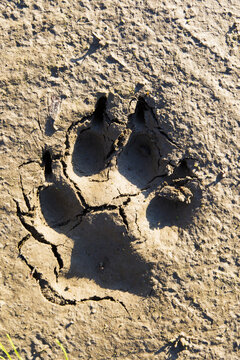 A Large Bear Paw Print In The Dirt