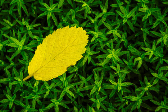 Tiny yellow leaf lying on moss great smoky mountains national park; Tennessee united states of america