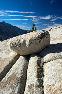 Yosemite national park olmstead point and pine tree; California united states of america