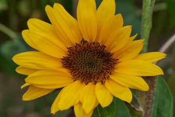 blühende Sonnenblume