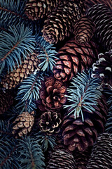 Natural cones and spruce twigs. Christmas and winter background in natural forest colors. Close-up