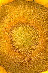 ellow sunflower flower in full bloom