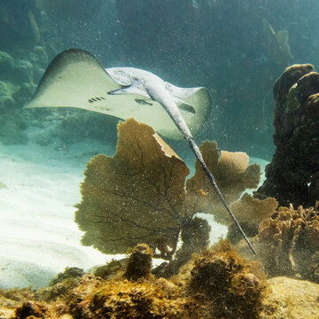 Caribbean Whiptail Stingray (Himantura Schmardae); Utila, Bay Islands, Honduras