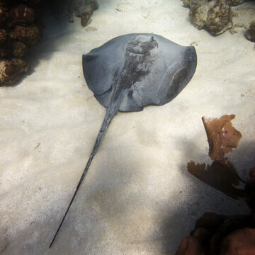 Caribbean Whiptail Stingray (Himantura Schmardae); Utila, Bay Islands, Honduras
