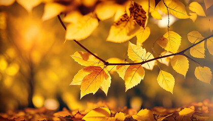 Obraz premium AUTUMN BACKGROUND WITH YELLOW LEAVES, SCREEN SCREEN, BACKGROUND PICTURE. CLOSE-UP