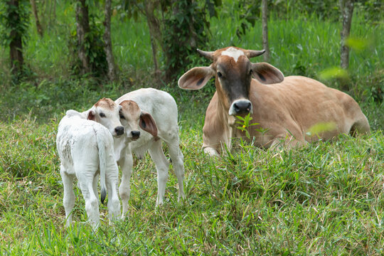 A Cow And Two Calves In The Grass; Zacapa, Guatemala