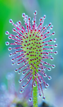 Sundew (Drosera Intermedia); Ontario, Canada