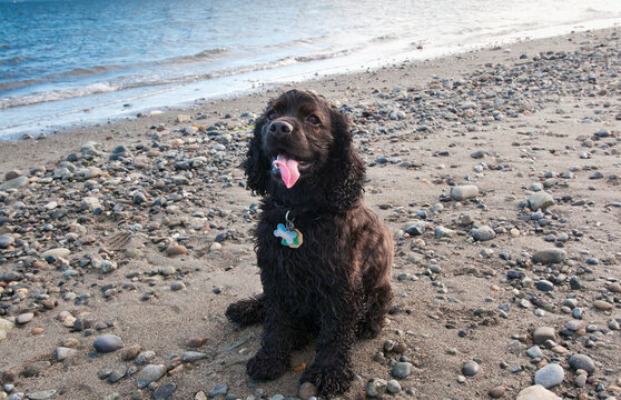 Cocker Spaniel Enjoys The Ocean At Island View Regional Park Near Victoria; British Columbia, Canada