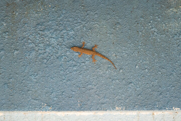 Calotes versicolor or oriental garden lizard resting on a grey wall. Tropical fauna and wildlife concept 