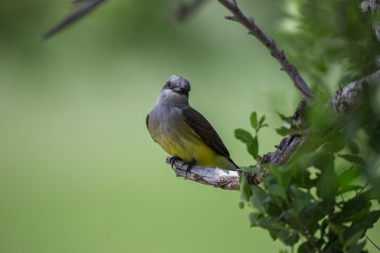 Western Kingbird (Tyrannus Verticalis), Grasslands National Park; Saskatchewan, Canada