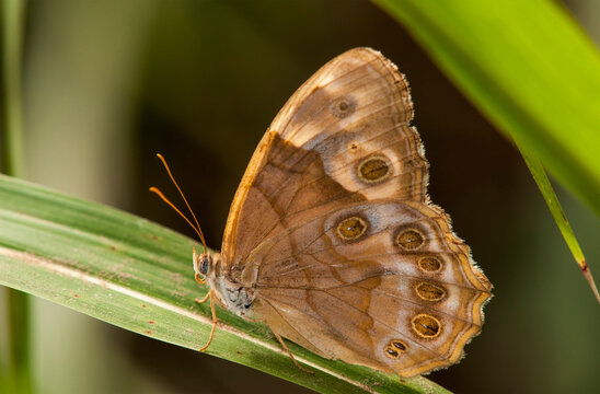 A Pearly Eye Butterfly (Enodia) Rests On A Blade Of Grass; Vian, Oklahoma, United States Of America