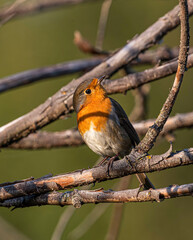 Robin bird sits on a branch of a dried bush.
