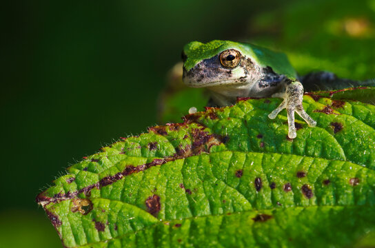 Gray Tree Frog (Hyla Versicolor); Les Cedres, Quebec, Canada