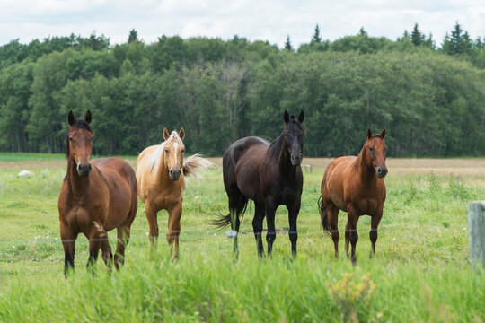 Four Horses Standing In A Row At A Fence Along The Edge Of A Pasture, Riding Mountain National Park; Manitoba, Canada