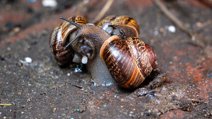 Close up photo of the snails. Three garden snails.